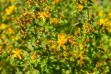 Imperforate Saint John wort or Hypericum Maculatum plant in Saint Gallen in Switzerland