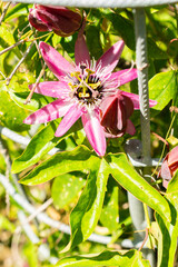 Obraz premium Violet passion flower or Passiflora X Violacea plant in Saint Gallen in Switzerland