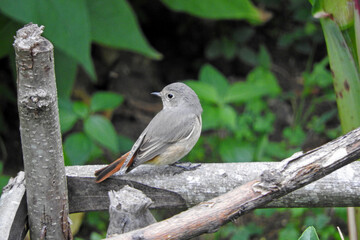 phoenicurus ochruros black redstart bird photo