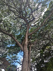 hawaiian monkey pod tree