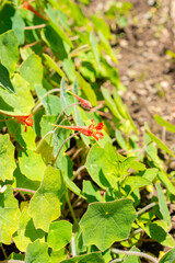 Naklejka premium Nasturtium or Tropaeolum Peltophorum plant in Saint Gallen in Switzerland