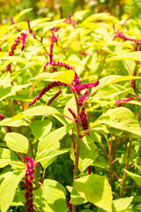 Love lies bleeding or Amaranthus Caudatus plant in Saint Gallen in Switzerland