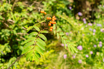 Rowan or Sorbus Aucuparia plant in Saint Gallen in Switzerland