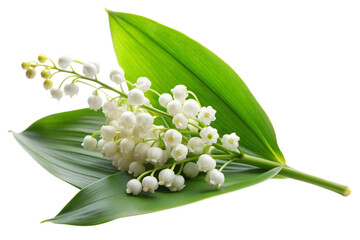 Fototapeta premium Lily of the valley isolated on white background, full depth of field