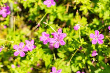 Geranium Palustre plant in Saint Gallen in Switzerland