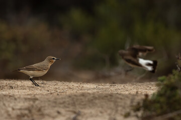 Selective focus on Isabelline wheatear with pied Wheatear at the backdrop, Bahrain