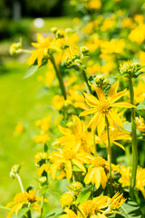 Obraz premium Yellow crownbeard or Verbesina Helianthoides plant in Saint Gallen in Switzerland