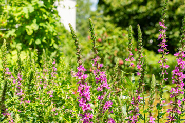 Purple loosestrife or Lythrum Salicaria plant in Saint Gallen in Switzerland