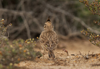 Crested Lark looking on opposite direction, Bahrain