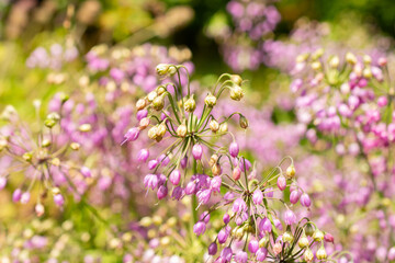 Nodding onion or Allium Cernuum plant in Saint Gallen in Switzerland