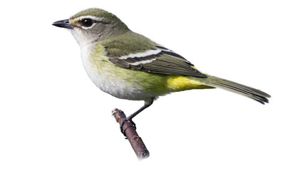 Fototapeta premium Vireo isolated on white