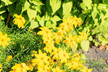 Whorled tickseed or Coreopsis Verticillata plant in Saint Gallen in Switzerland