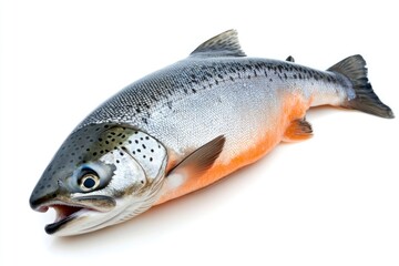 raw salmon, fish isolated on white background, full depth of field , ai