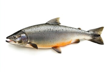 raw salmon, fish isolated on white background, full depth of field , ai
