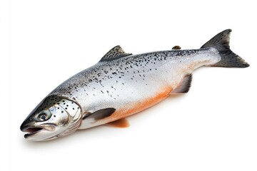 Obraz premium raw salmon, fish isolated on white background, full depth of field , ai