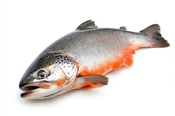 Obraz premium raw salmon, fish isolated on white background, full depth of field , ai