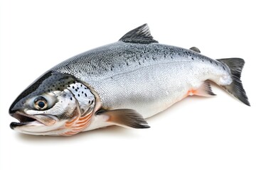 Obraz premium raw salmon, fish isolated on white background, full depth of field , ai