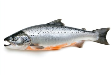 Obraz premium raw salmon, fish isolated on white background, full depth of field , ai