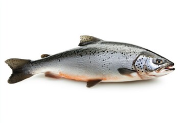 Naklejka premium raw salmon, fish isolated on white background, full depth of field , ai