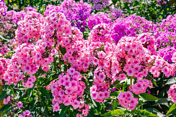 Large field of beautiful lush phloxes of various colors in a summer cottage garden in Kurzeme region, Latvia	