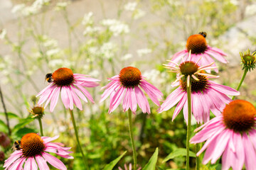Eastern purple coneflower or Echinacea Purpurea plant in Saint Gallen in Switzerland