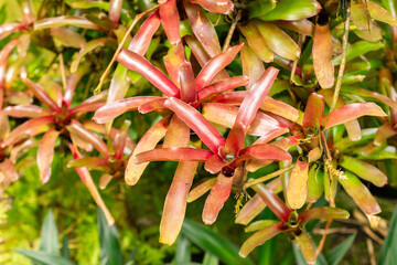 Aechmea Caudata plant in Saint Gallen in Switzerland