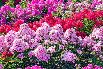 Large field of beautiful lush phloxes of various colors in a summer cottage garden in Kurzeme region, Latvia	
