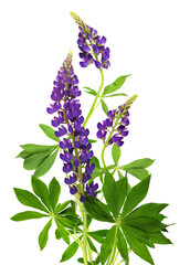 Lupinus polyphyllus purple flowers and green leaves in a floral summer arrangement isolated on white or transparent background