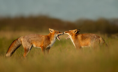 Portrait of two cute playful red fox cubs