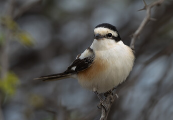 Portrait of a Masked shrike perched on acacia tree, Bahrain