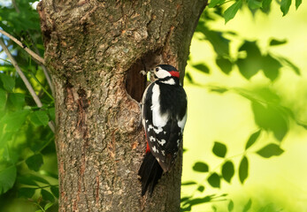Close-up of a male great spotted woodpecker feeding chicks.