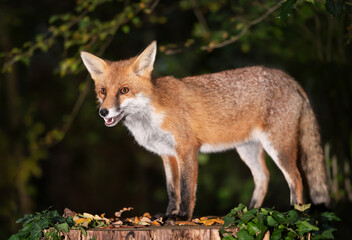 Portrait of a young red fox standing on a tree in a forest