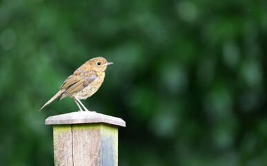 Portrait of the European robin chick perching on a garden fence post against colourful background