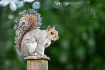 Portrait of a grey squirrel sitting on a fence post
