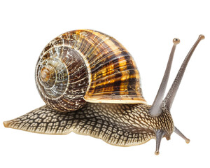 A brown garden snail with long tentacles extending from its shell.  The snail is isolated on a black background.