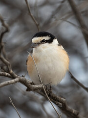 Obraz premium Closeup of a Masked shrike perched on acacia tree, Bahrain