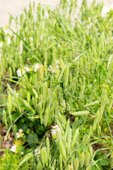 Rough brome or Bromus Squarrosus plant in Saint Gallen in Switzerland