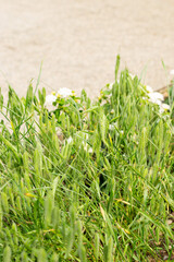 Rough brome or Bromus Squarrosus plant in Saint Gallen in Switzerland
