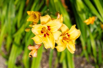 Hemerocallis Bumble Bee plant in Saint Gallen in Switzerland