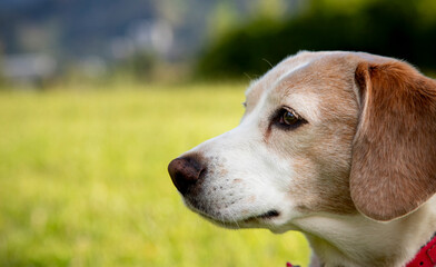 perro beagle al aire libre mirando hacia un lateral
