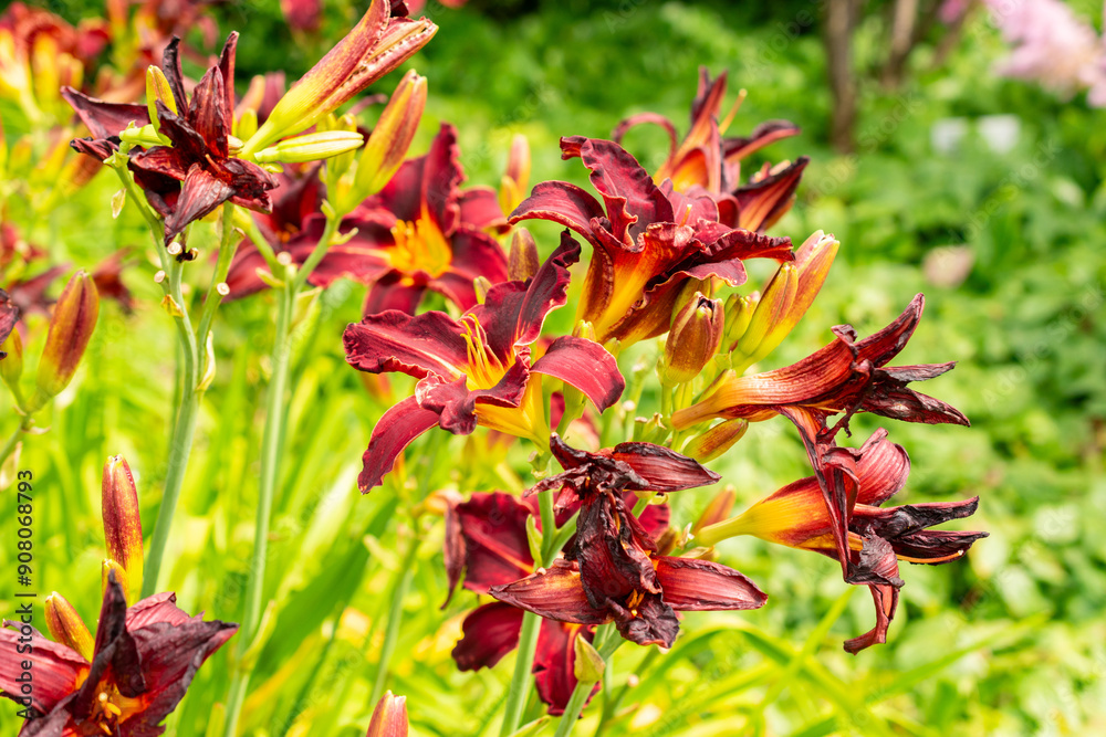 Poster hemerocallis ed murray plant in saint gallen in switzerland