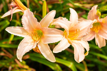 Hemerocallis Luxury Lace plant in Saint Gallen in Switzerland