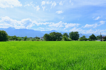 Rice Fields at the Foot of the Japanese Alps in Azumino, Nagano Prefecture