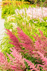 Obraz premium False bucks beard or Astilbe Japonica plant in Saint Gallen in Switzerland