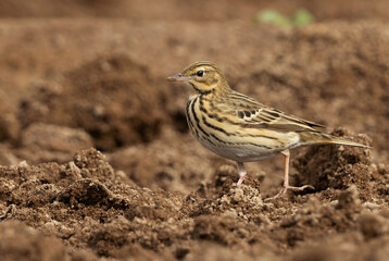 Portrait of a Red throated pipit in farm land at Bahrain