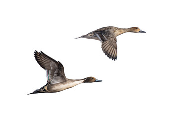 Northern Pintail (Anas acuta) Mating Pair Photo, Over a Transparent PNG Background