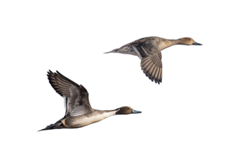 Northern Pintail (Anas acuta) Mating Pair Photo, Over a Transparent PNG Background