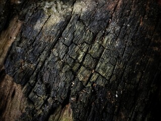 Close up of dead wood burnt charcoal texture