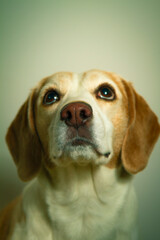 mirada de perro beagle en el fondo verdoso