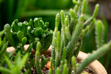 Close-up of vibrant succulents in a pot. The main focus is on Crassula ovata 'Gollum' (Gollum Jade), with its unique tubular leaves, and various other succulent plants adding texture and interest.